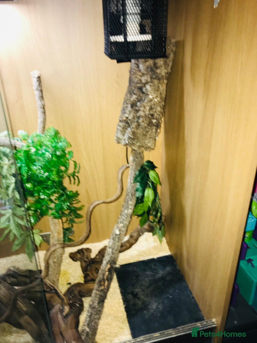 Python Snake reptiles for sale: Morelia bredli python male  - Image 11