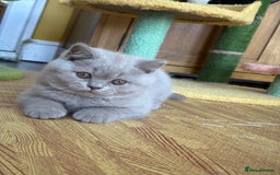 British Shorthair cats for sale: Solid Gccf lilac boy  - Image 2