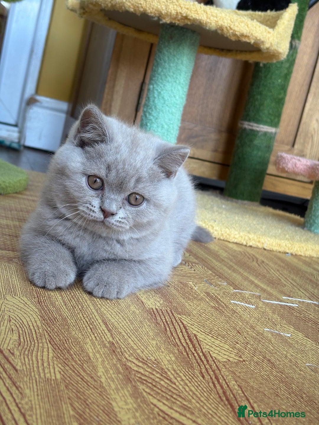 British Shorthair cats for sale: Solid Gccf lilac boy  - Image 2