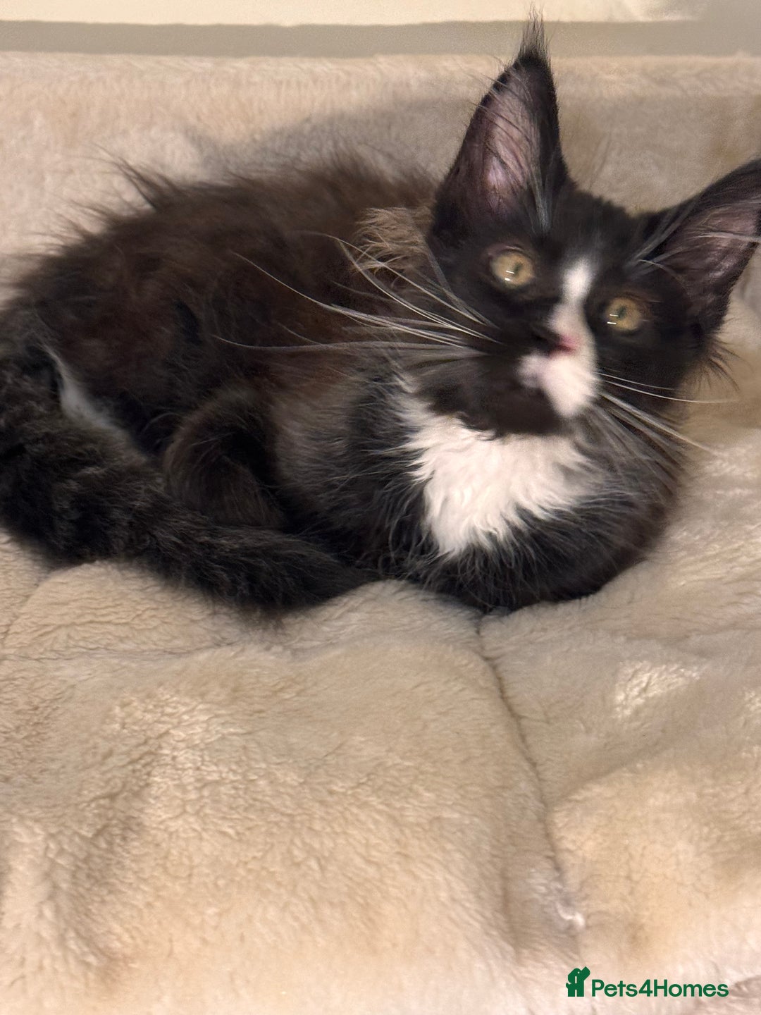 Maine Coon cats for sale: Lala Gorgeous Maine Coon kitten for sale - Advert 4