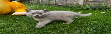 British Shorthair 1