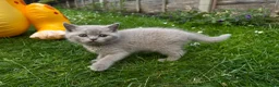 British Shorthair cats for sale: British shorthair kittens  - Advert 20