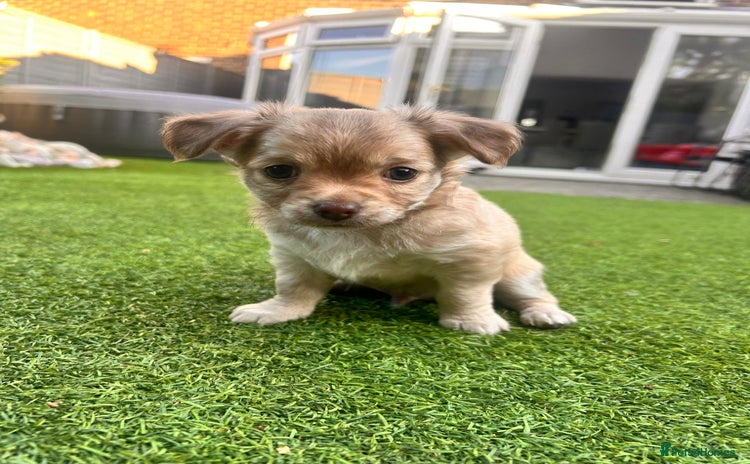 Chihuahua dogs in Ipswich - Advert 4