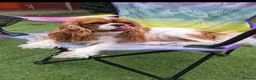 Cavapoo dogs for sale: Beautiful F1 Cavapoo Puppies Ready From 6th June  in London - Advert 15