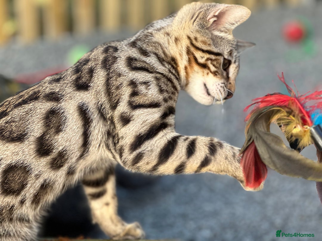 Bengal cats for sale: 2 Bengals Boy Brothers 11 Months Old - Advert 4