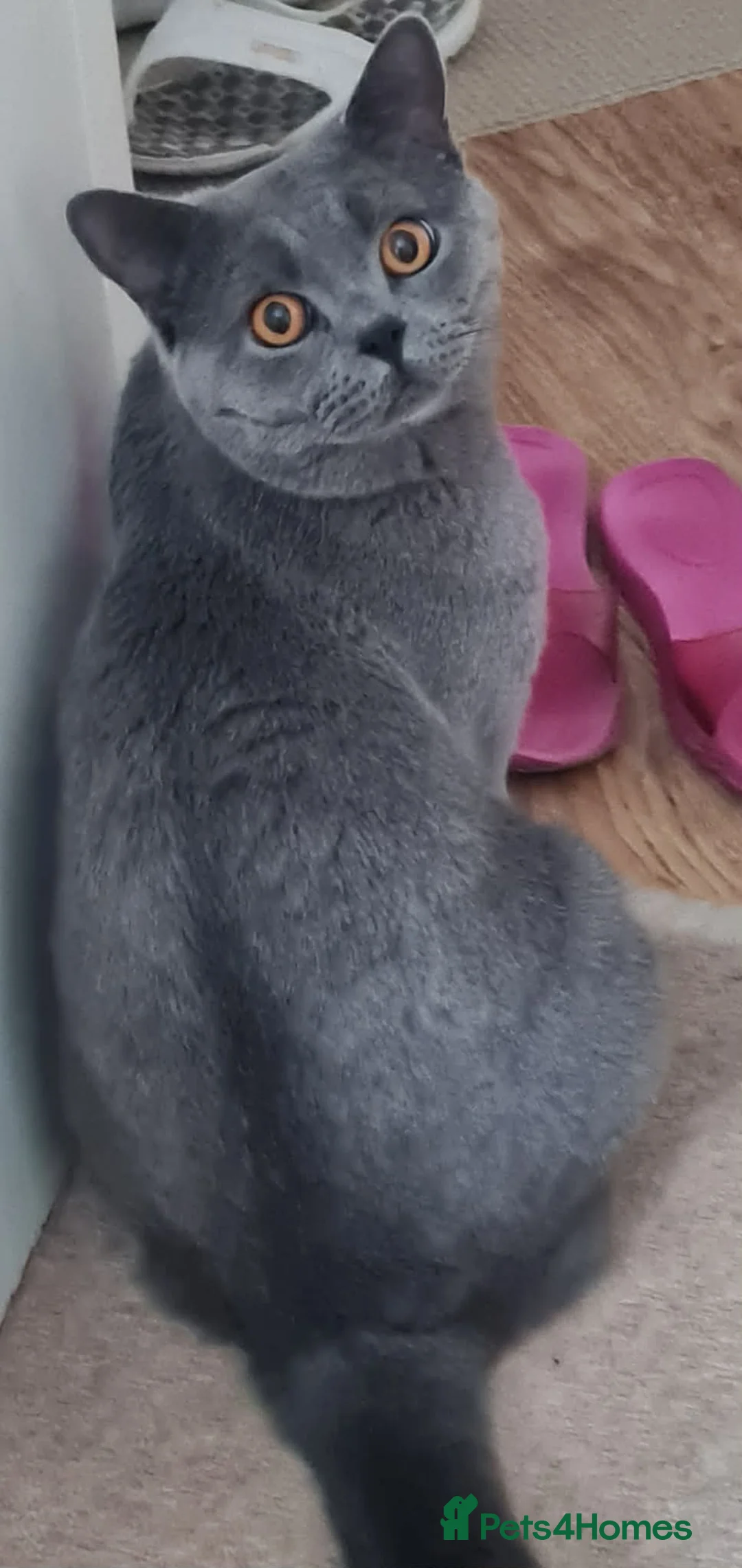 British Shorthair cats for stud: British Blue shorthair stud in London - Advert 3