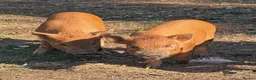 Pig livestock for sale: Juilana mini piglets  - Advert 1