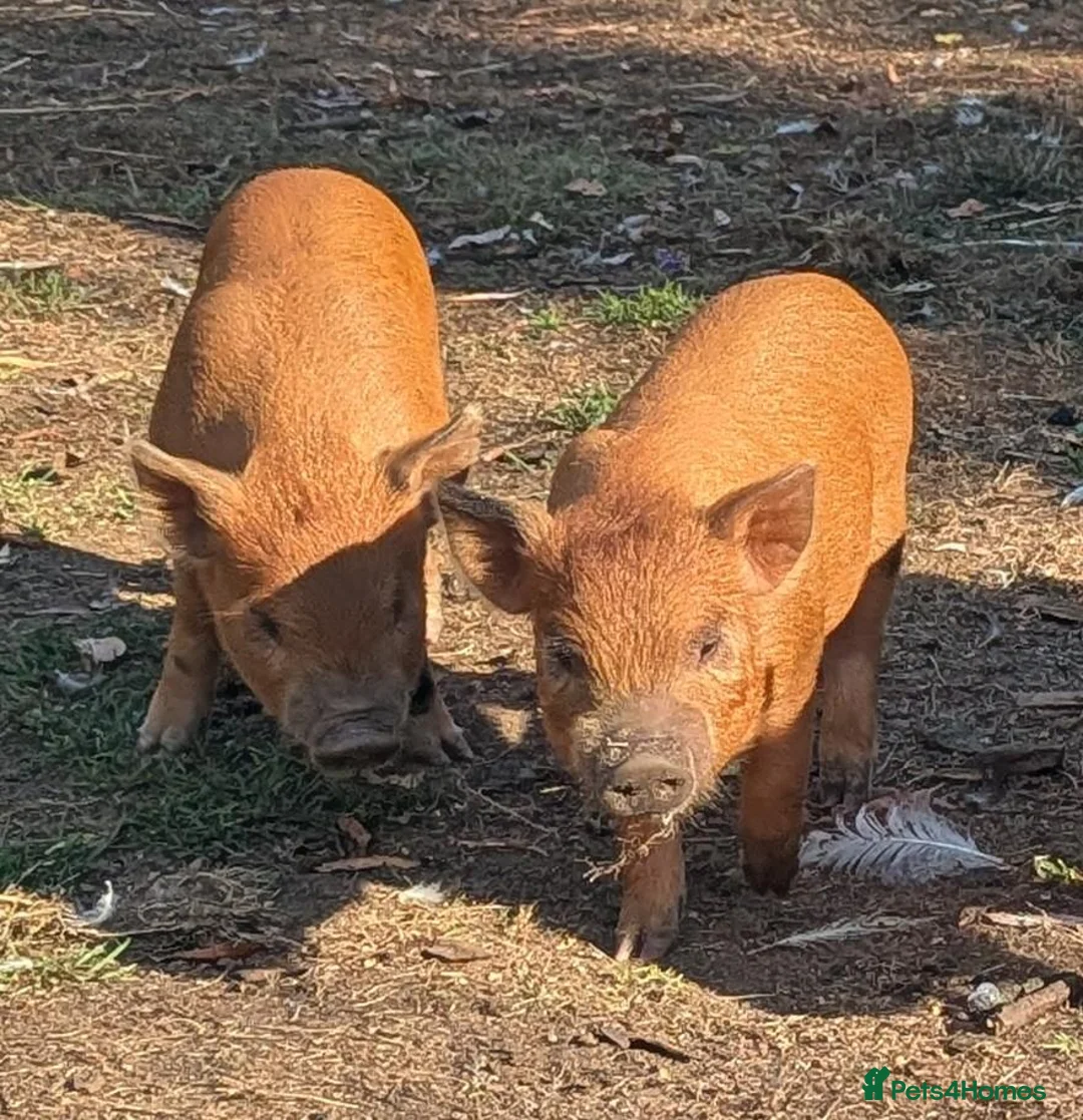 Pig livestock for sale: Juilana mini piglets  - Advert 1