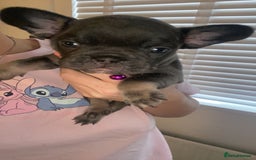 French Bulldog dogs for sale: Female French Bulldogs  - Image 4