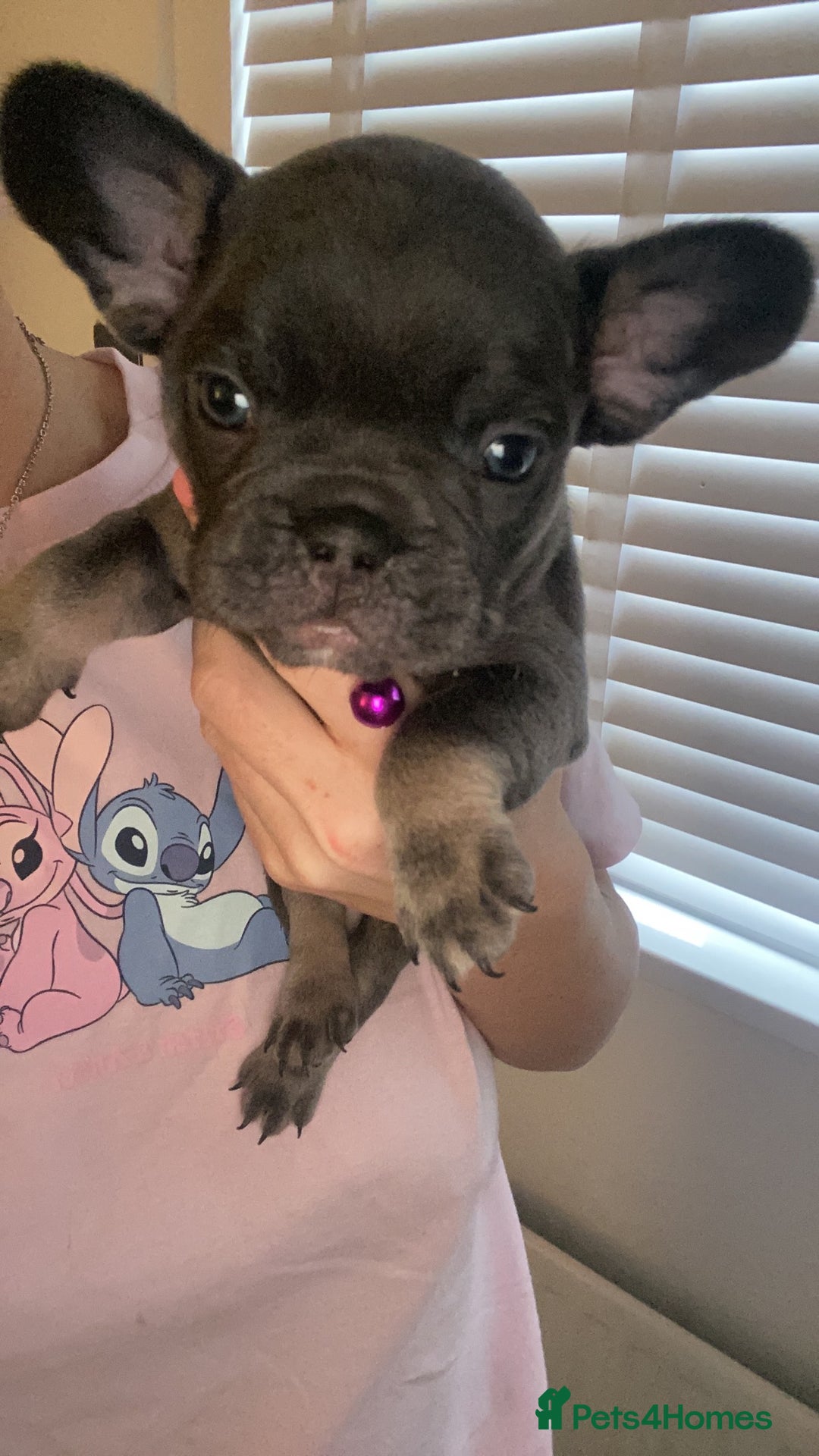 French Bulldog dogs for sale: Female French Bulldogs  - Image 4