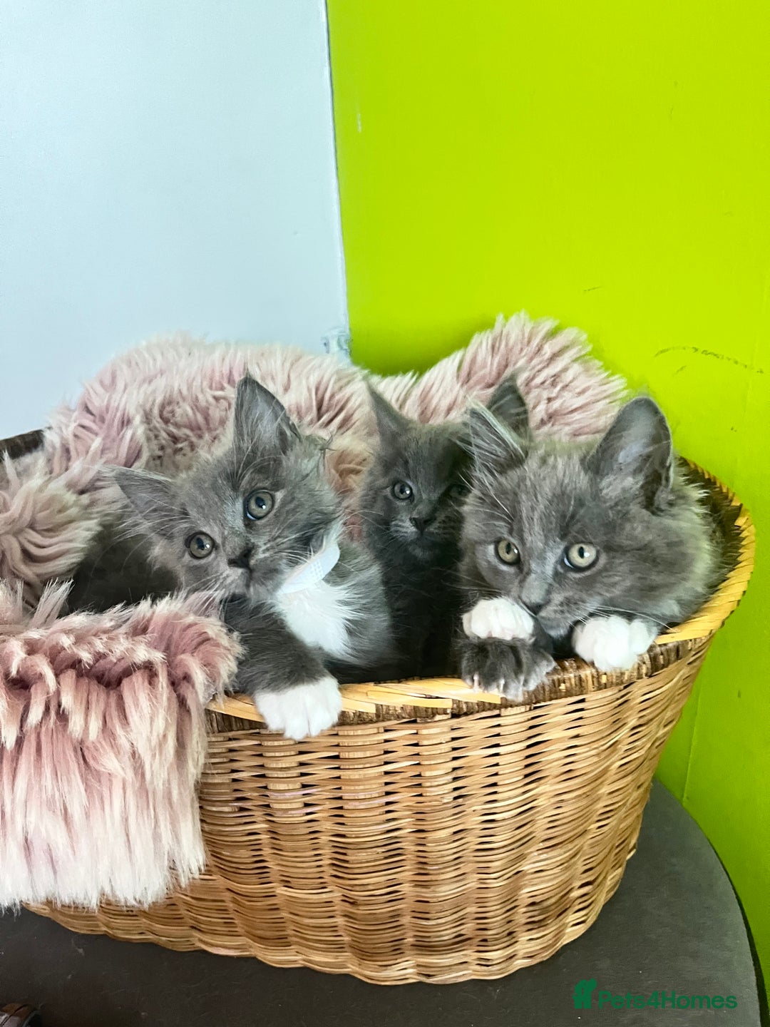 Maine Coon cats for sale: 5 Generation pedigree BLACK SMOKE kittens  - Image 30