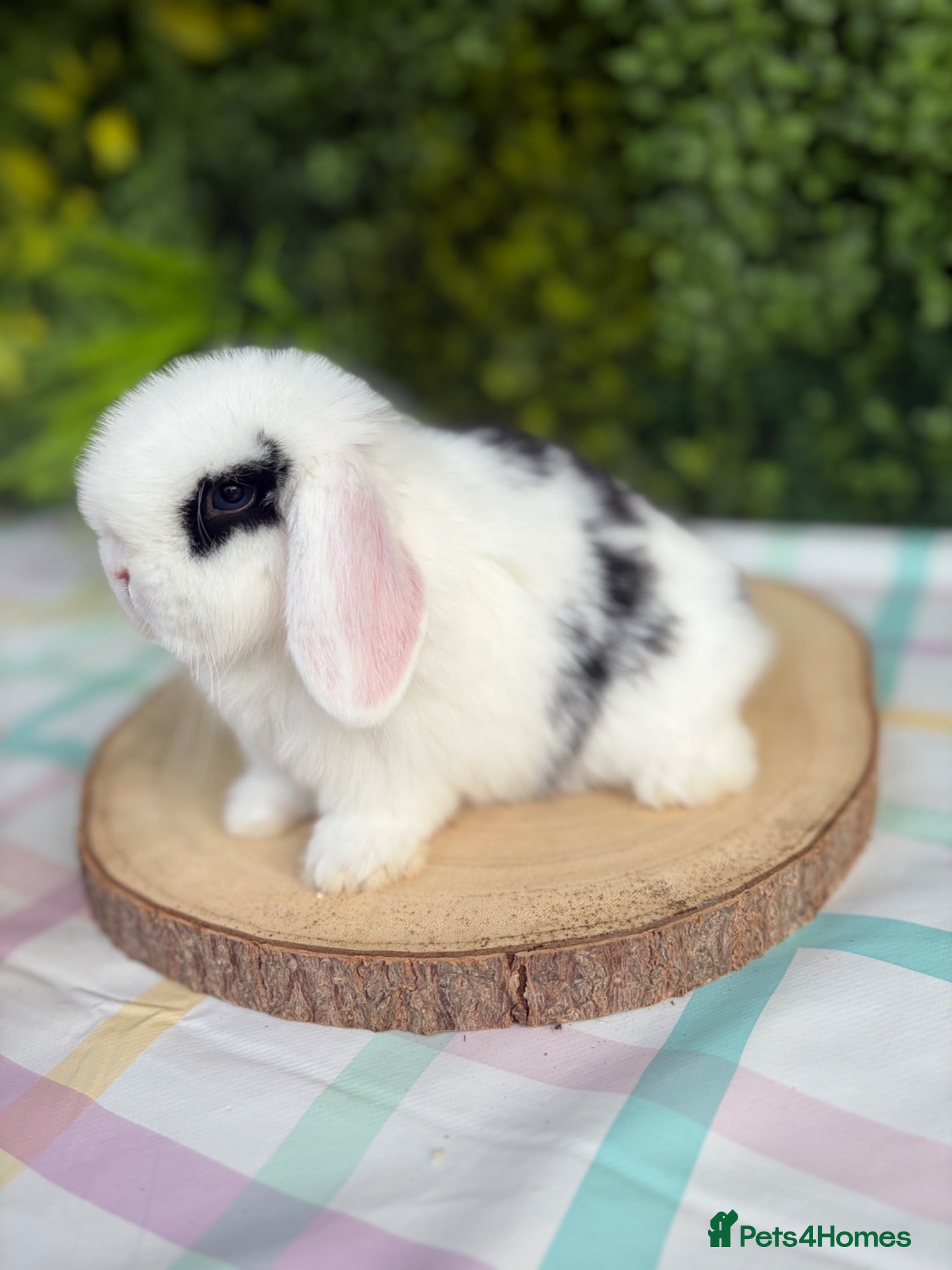 Mini Lop rabbits Friendly Mini Lops - Advert 1