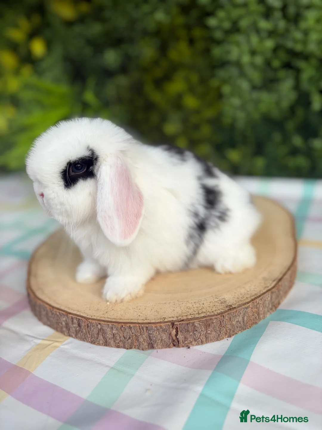 Mini Lop rabbits for sale: Friendly Mini Lops - Advert 1