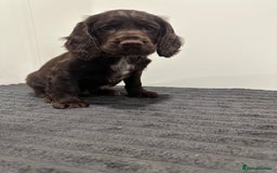 Cocker Spaniel dogs for sale: 2 beautiful Working cocker spaniel pups for sale - Image 5