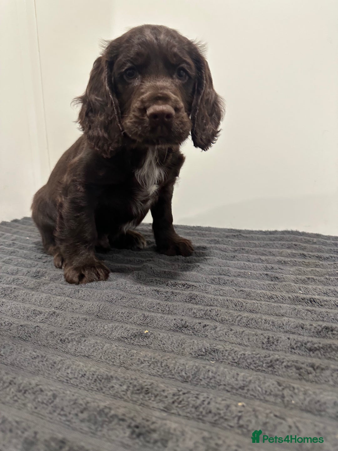 Cocker Spaniel dogs for sale: 2 beautiful Working cocker spaniel pups for sale - Image 5