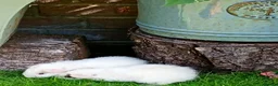 Guinea Pig rodents for sale: Baby guinea pigs  in Petworth - Advert 4