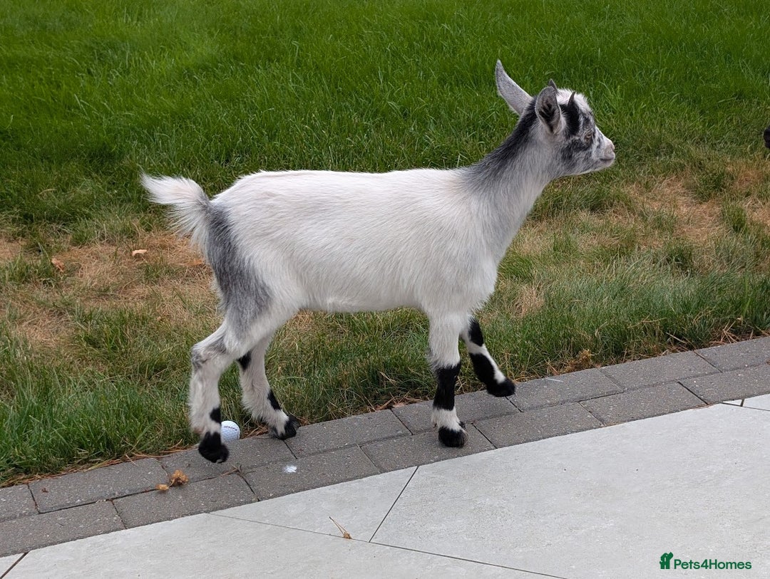 Goats livestock for sale: Baby Pygmy Goats – 2 Girls & 1 Boy (Neutered) - Image 3