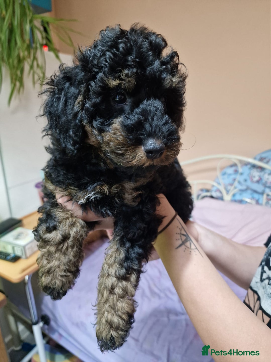 Toy Poodle dogs for stud: Black Phantom Toy Poodle PROVEN - Advert 14