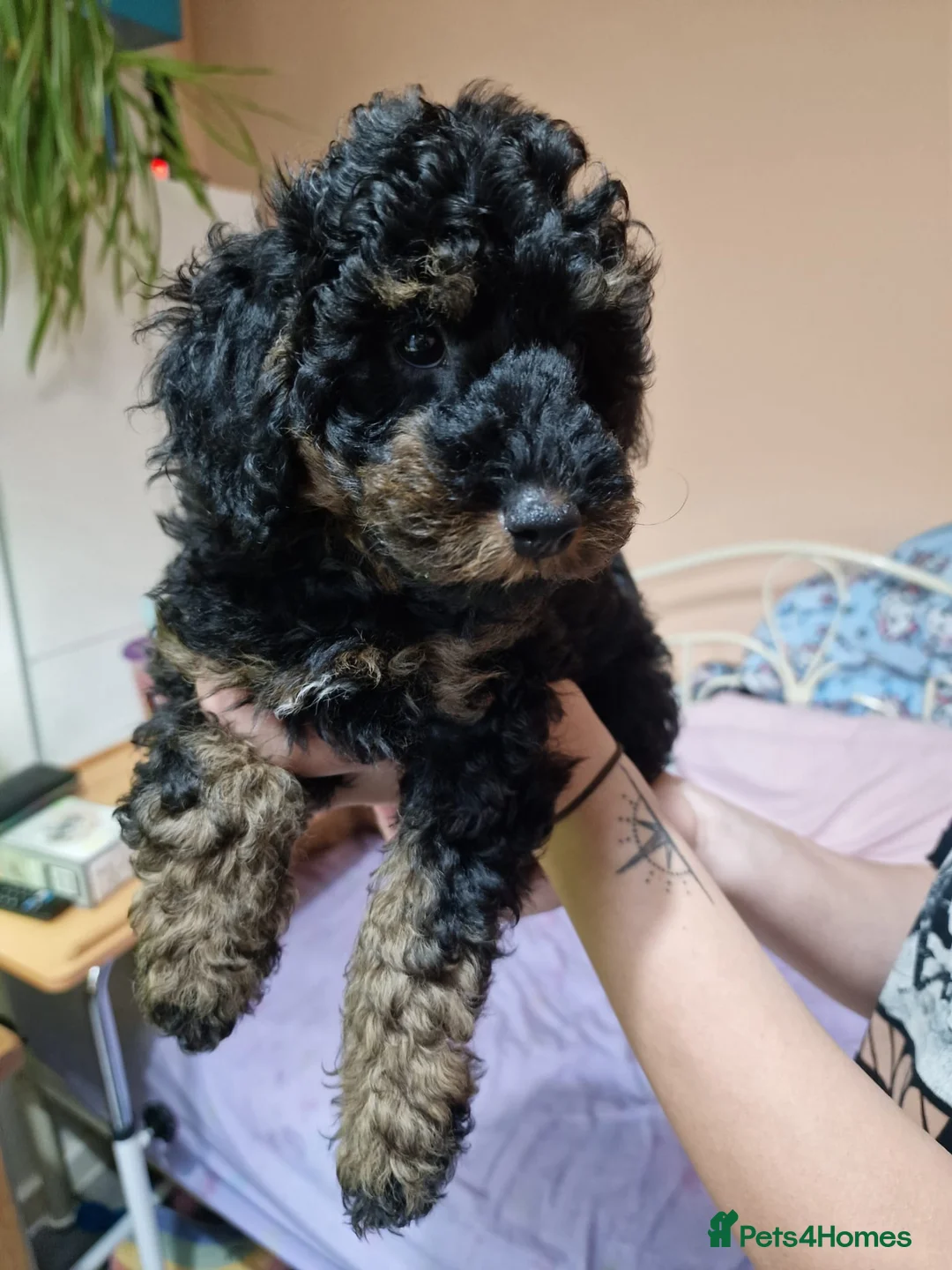 Toy Poodle dogs for stud: Black Phantom Toy Poodle PROVEN - Advert 14