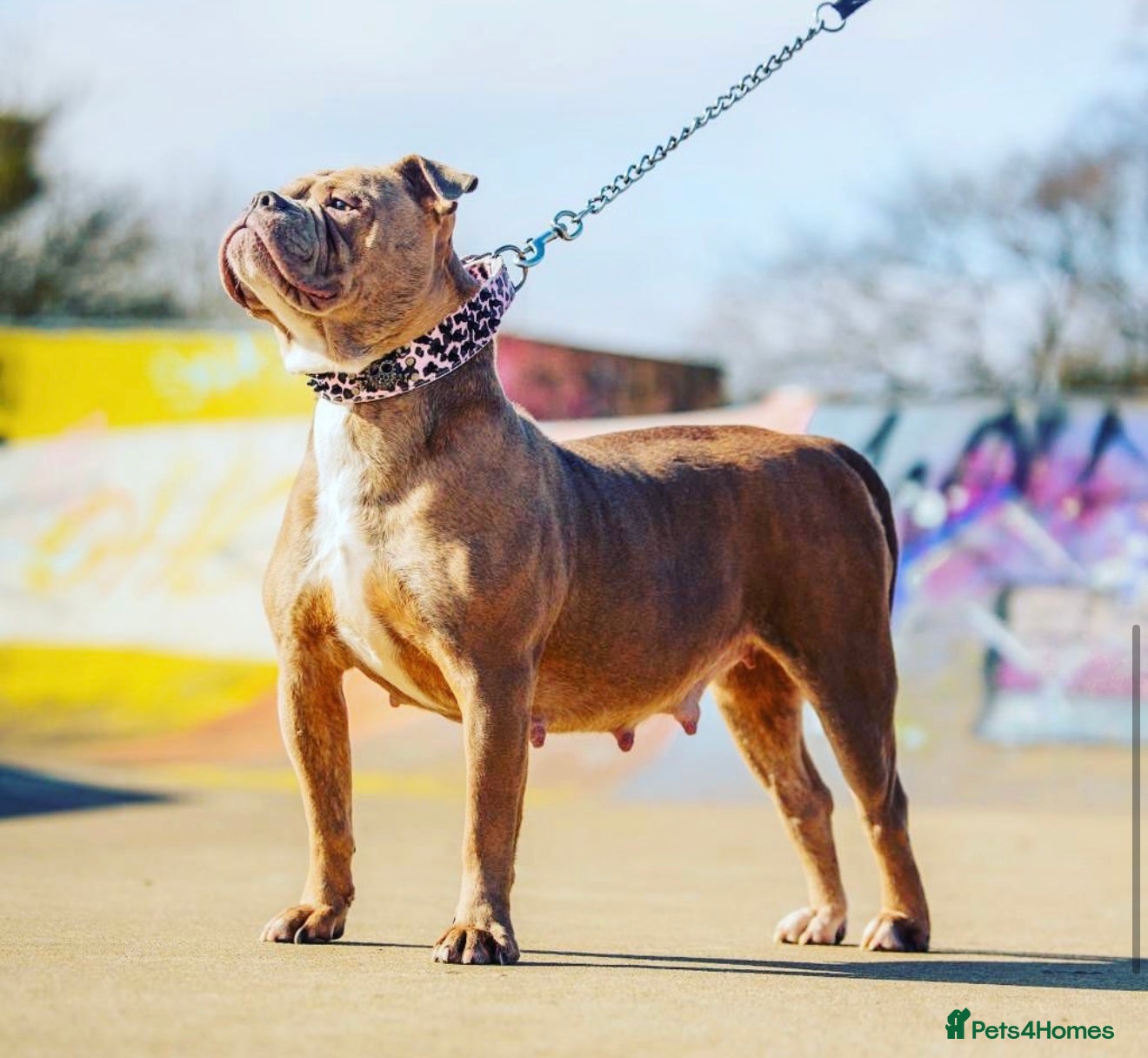 Olde English Bulldogge dogs Bella - Advert 4