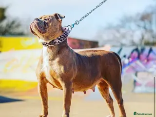 Olde English Bulldogge dogs Bella - Advert 1