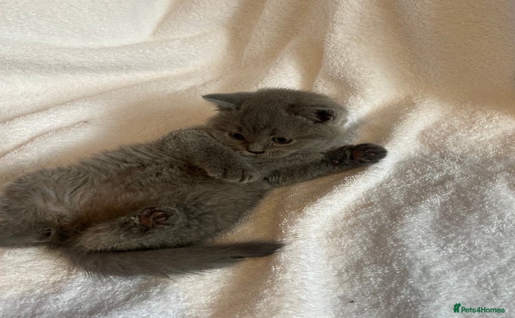 British Shorthair cats - Advert 7