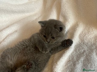 British Shorthair cats - Advert 2