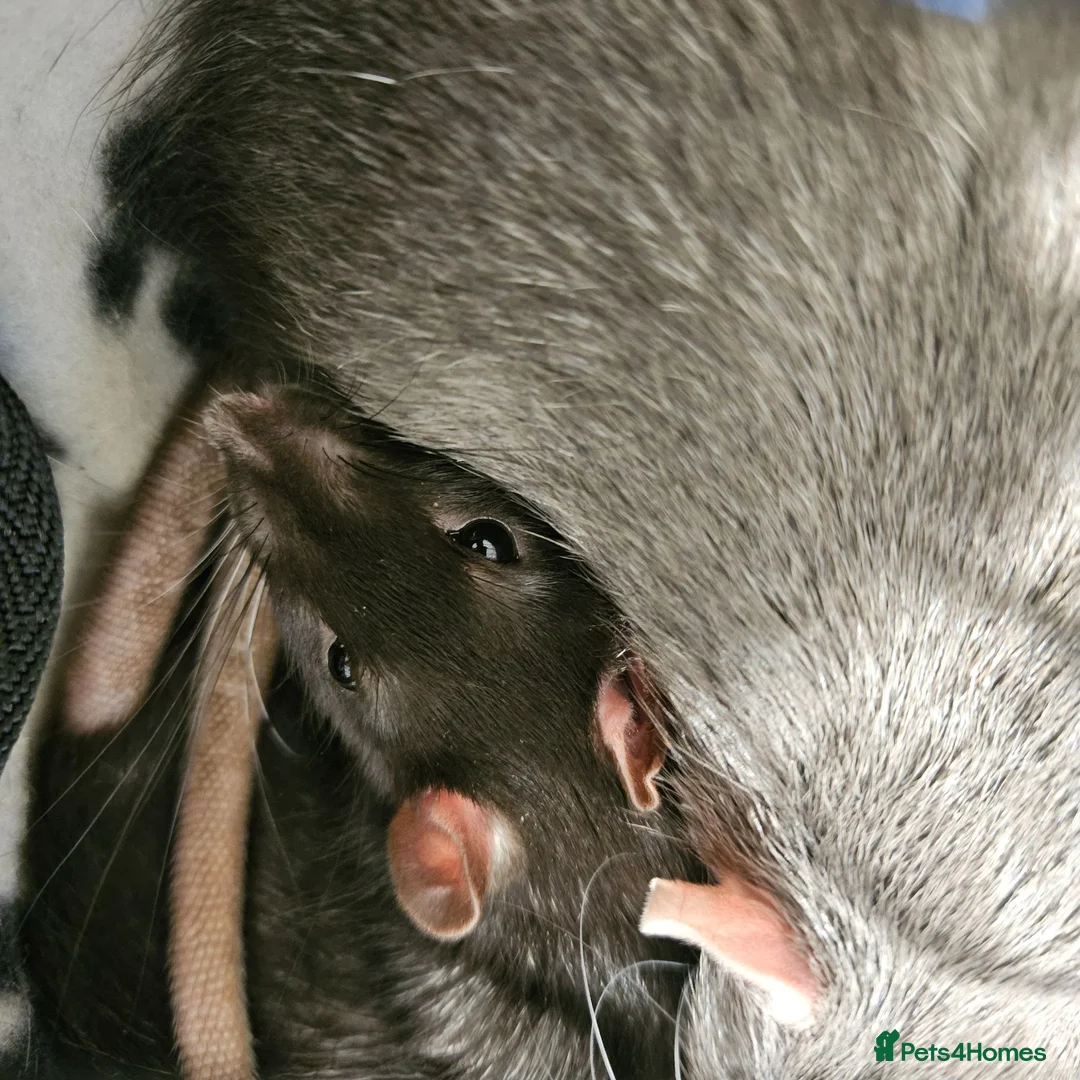 Rat rodents for sale: 2 Gorgeous and loving male rats in Derby - Advert 2
