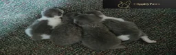 British Shorthair cats for sale: GCCF REGISTERED CHUNKY BRITISH SHORTHAIR KITTENS - Advert 3