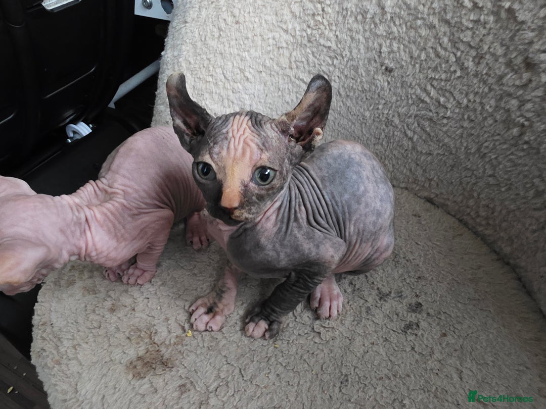 Mixed Breed cats for sale: Beautiful Female Kitten – Sphynx x Devon Rex Cross - Advert 6