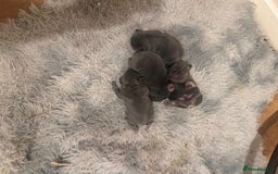 French Bulldog dogs for sale: French bulldogs Puppies - Image 3