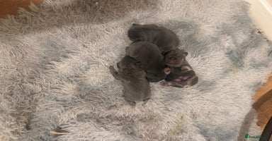 French Bulldog dogs - Advert 6