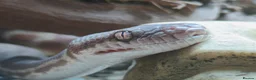 Python Snake reptiles for sale: 1.1 CB22 Unrelated Stimson's Python Pair  in Tamworth - Advert 3