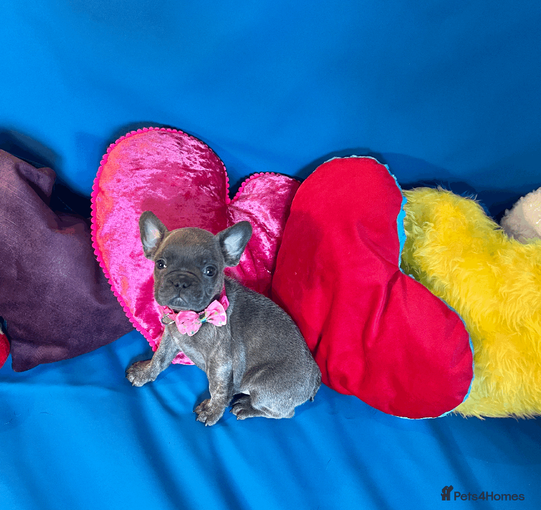 French Bulldog dogs for sale: Adorable Puppies Looking for a New Home! - Image 12