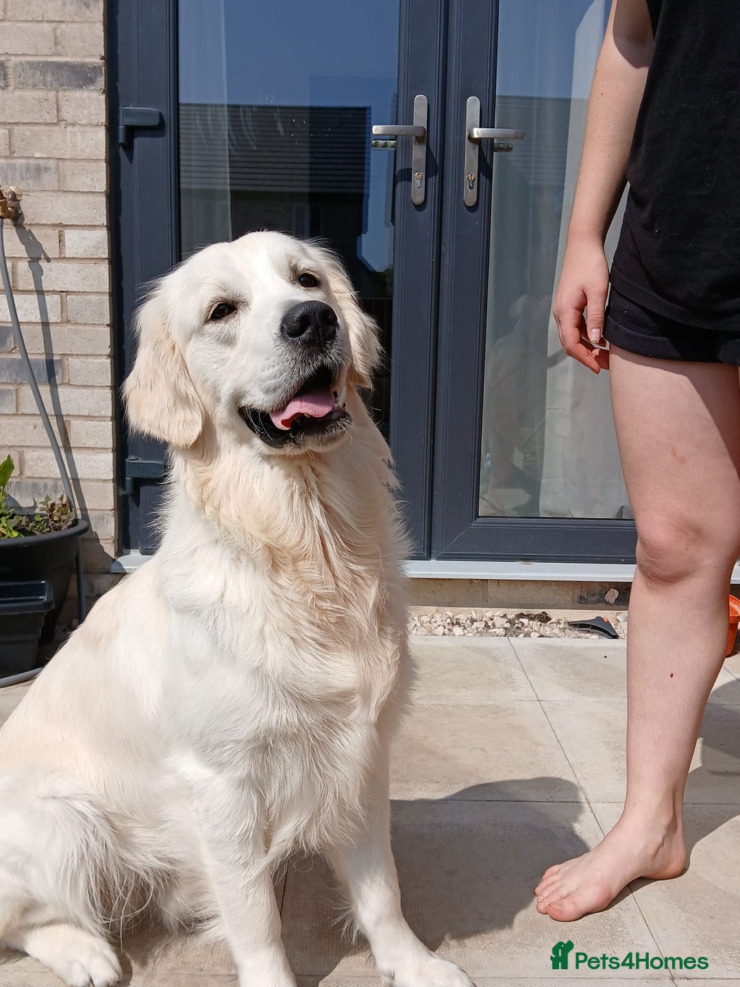 Golden Retriever dogs for sale: KC registered golden retriever puppies  - Advert 5