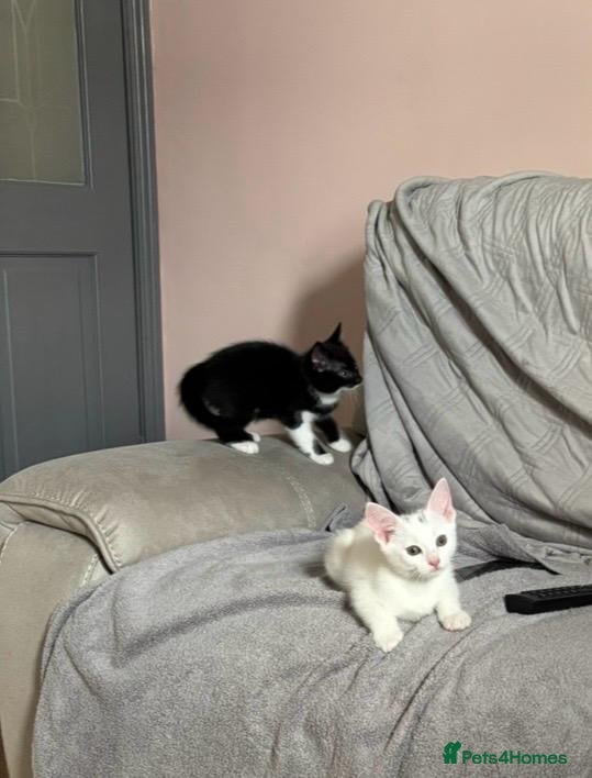 Mixed Breed cats 3 female kittens 2 - Advert 2