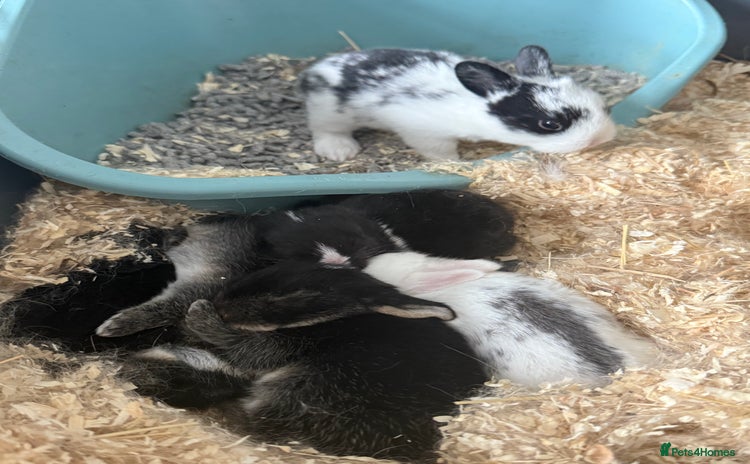 Mini Lop rabbits - Advert 3