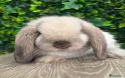 Mini Lop rabbits for sale: BEAUTIFUL BABY MINI LOP BUNNIES  - Image 6