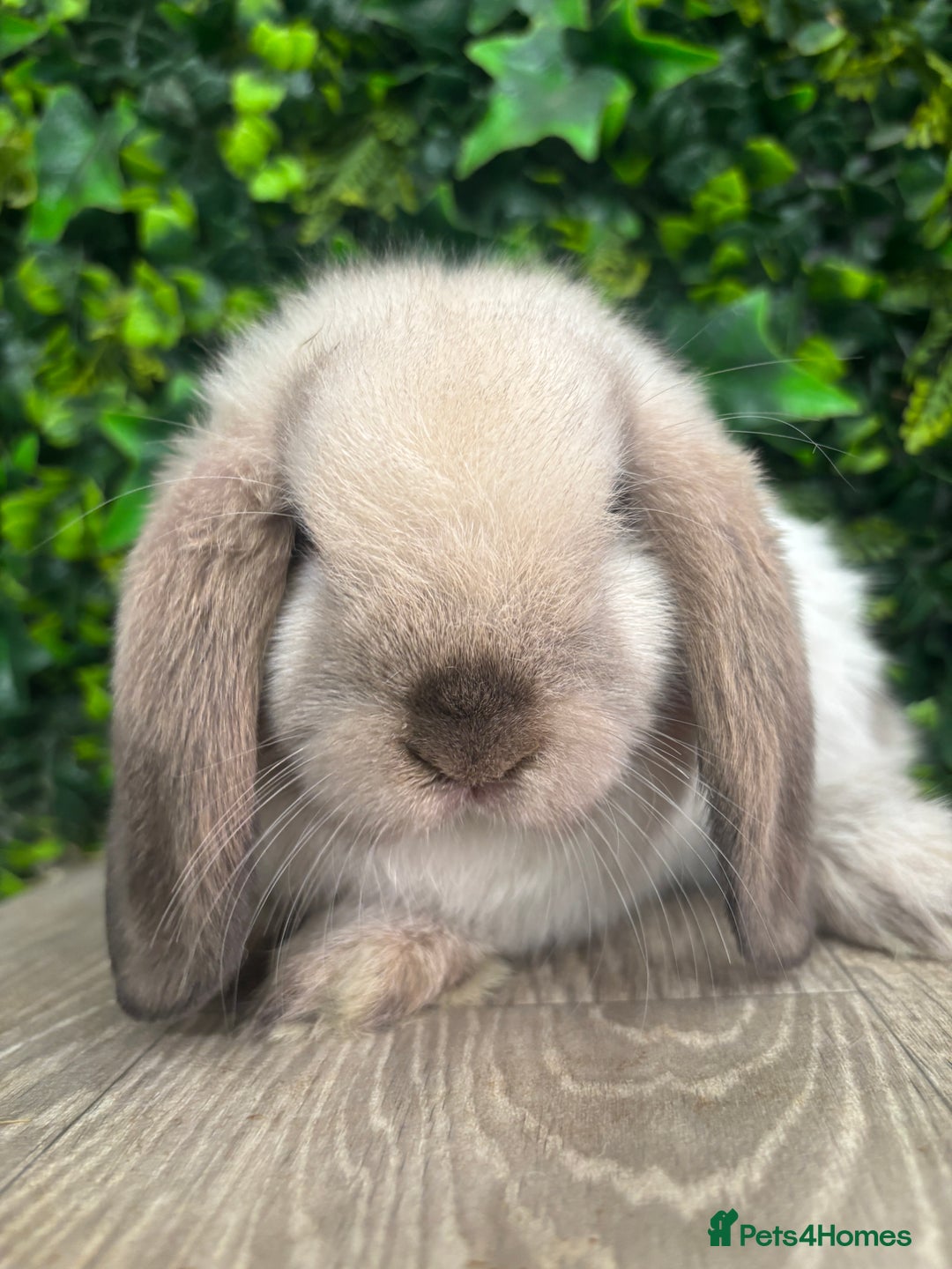 Mini Lop rabbits for sale: BEAUTIFUL BABY MINI LOP BUNNIES  - Image 6