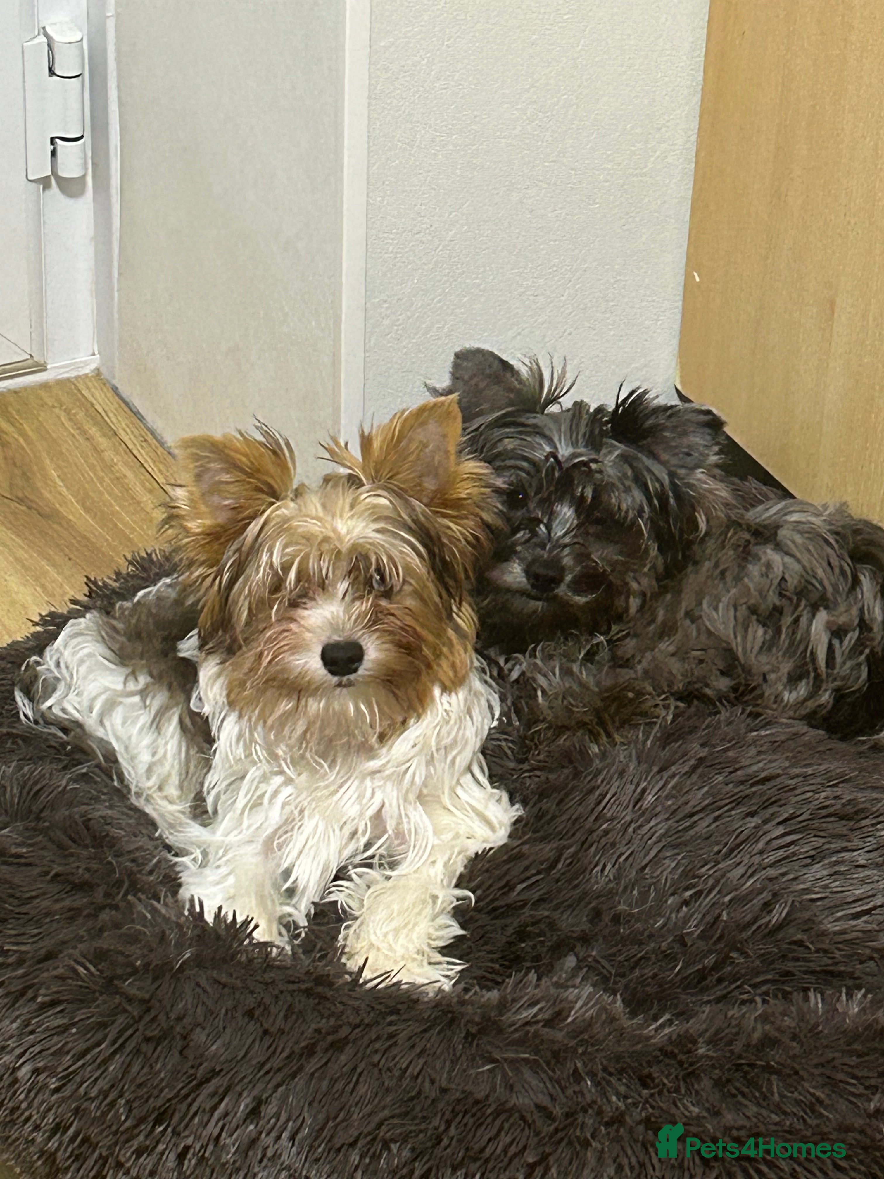 Yorkshire Terrier dogs Colourful Biewer Yorkshire terriers  - Advert 10