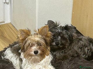 Yorkshire Terrier dogs Colourful Biewer Yorkshire terriers - Advert 10