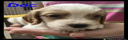 Cockalier dogs for sale: Beautiful Cockaliers - Advert 3