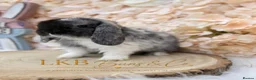 Mini Lop rabbits for sale: 🌟 PEDIGREE MINI LOPS 🌟 - Advert 7