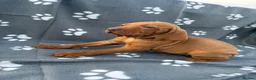 Hungarian Vizsla dogs for sale: Beautiful KC Reg Hungarian Vizsla Puppies - Advert 18