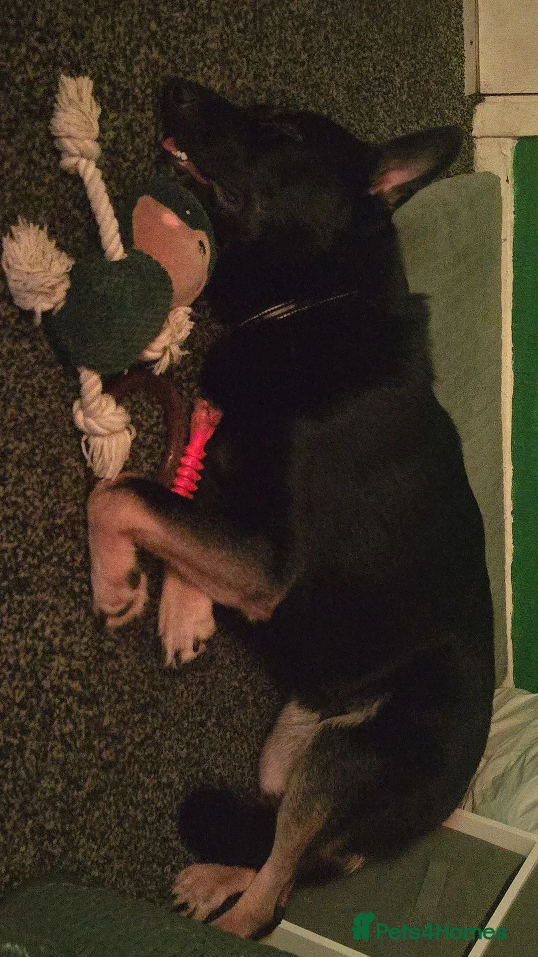 German Shepherd dogs for sale: This handsome fella is max.  - Advert 2