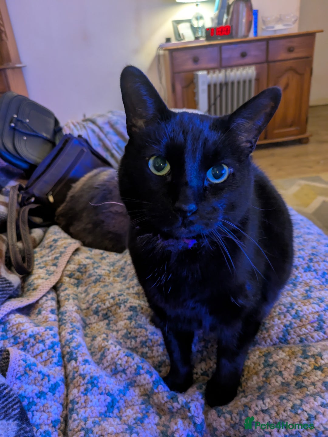Mixed Breed cats for sale: Our beautiful binx for rehoming  - Image 8