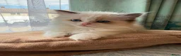 Ragdoll cats for sale: Beautiful Ragdoll kittens  - Advert 10