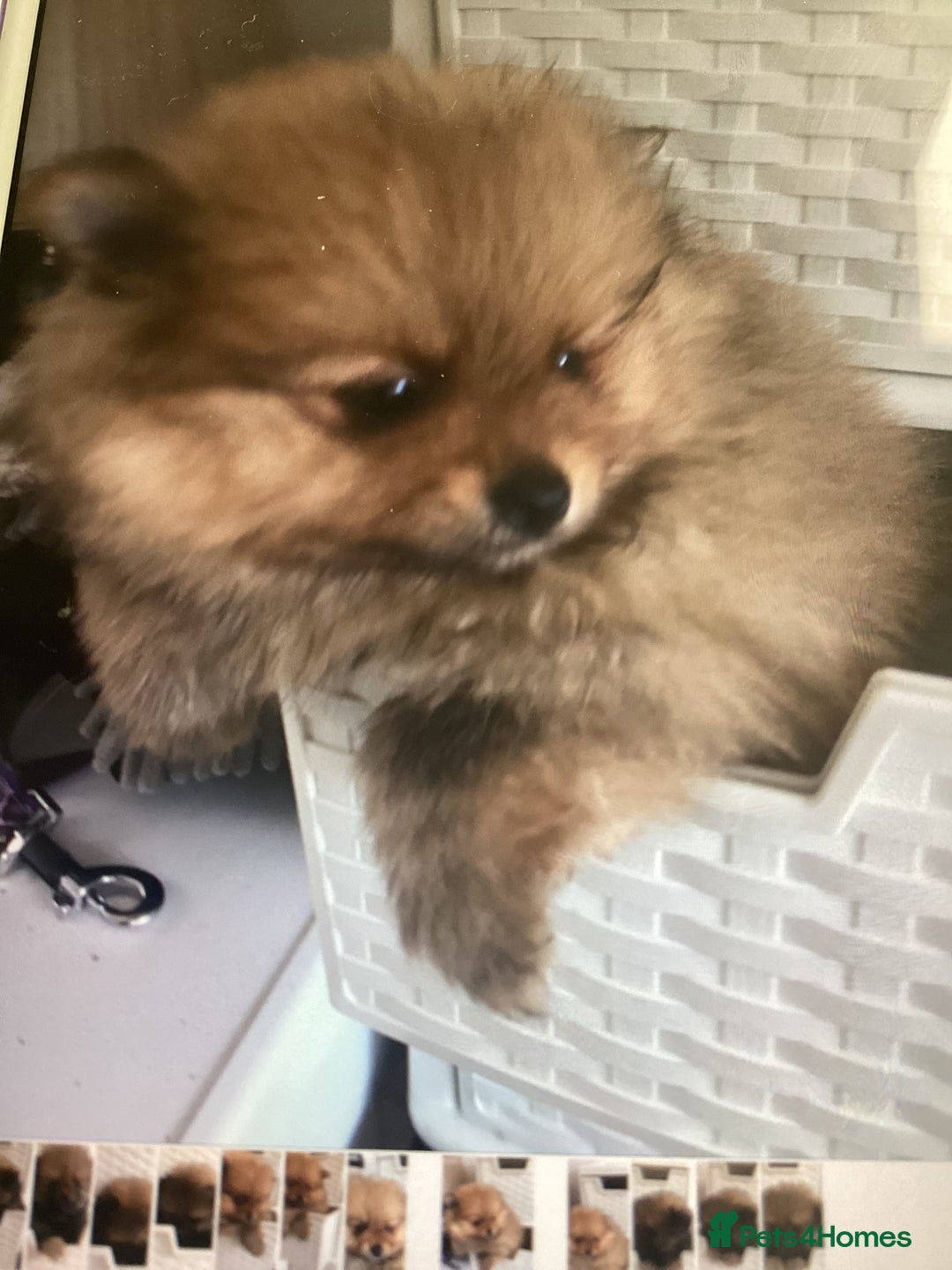 Pomeranian dogs for sale: READY NOW! kc reg STUNNING Pomeranian puppies  - Image 32