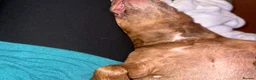 Staffordshire Bull Terrier dogs for sale: 5 year old female  - Advert 3
