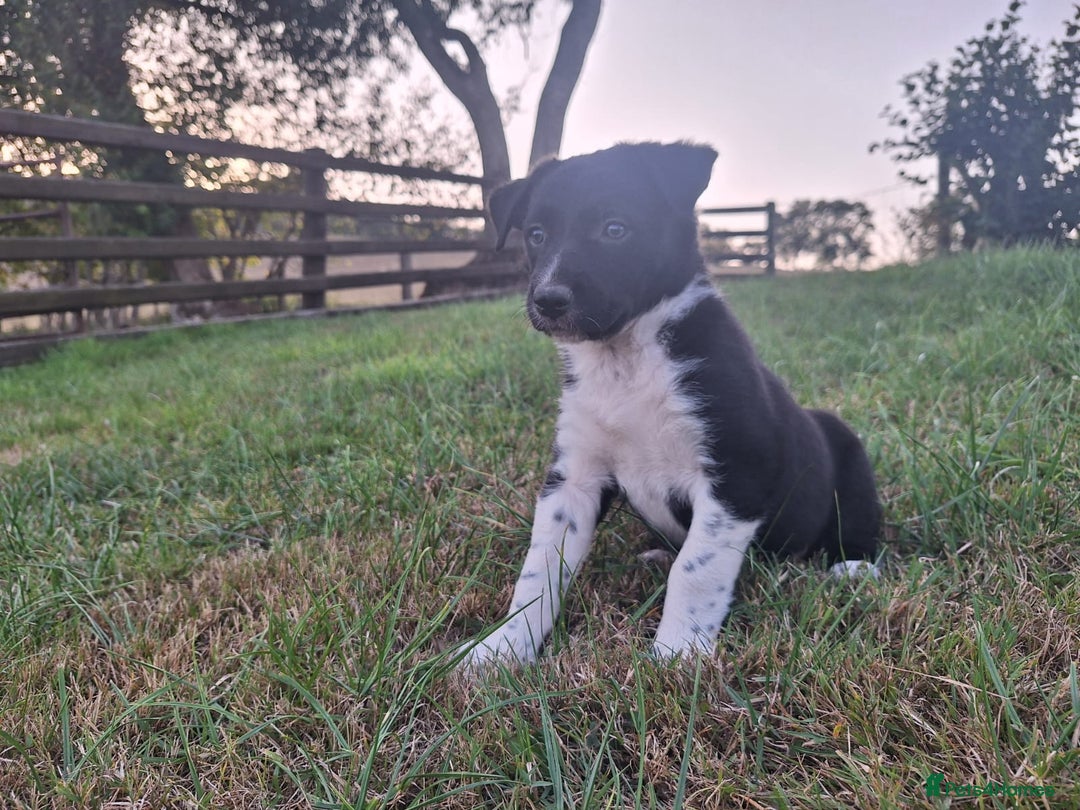 Border Collie dogs for sale: Border Collie pup's  - Image 3